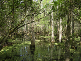 Barataria Preserve