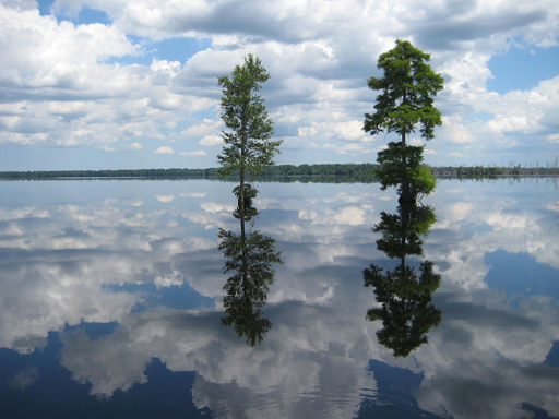 Great Dismal Swamp NWR